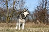 ALASKAN MALAMUTE 901